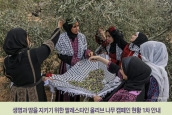 팔레스타인 올리브 나무 캠페인 1차 현황 안내