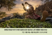 🌱팔레스타인 올리브 나무 캠페인 최종 현황 안내